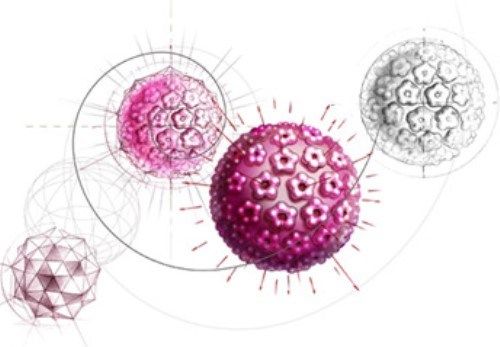 Вирус папилломы человека и рак шейки матки у женщин