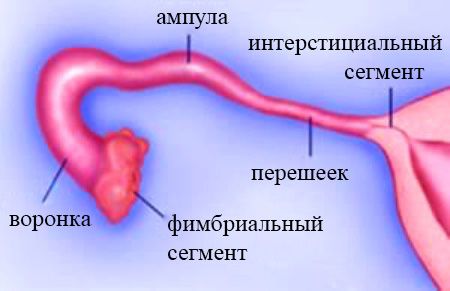 Анатомической строение маточных (фаллопиевых) труб