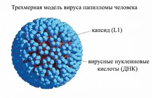 Модель вируса папилломы человека