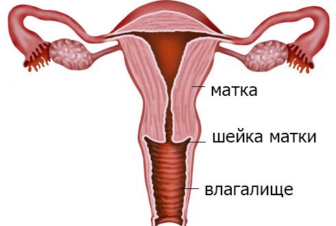 анатомическое строение матки